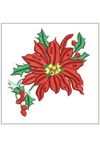 Chr070 - 4 X 4 Poinsettia